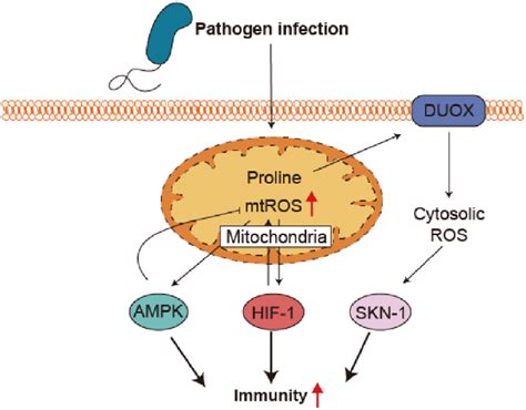 Mitochondrial Reactive Oxygen Species Enhance Immunity Upon Pathogen