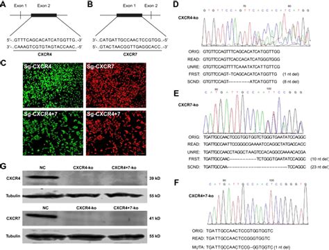 Design Of Lentivirus Transfection Screening And PCR Sequencing Of