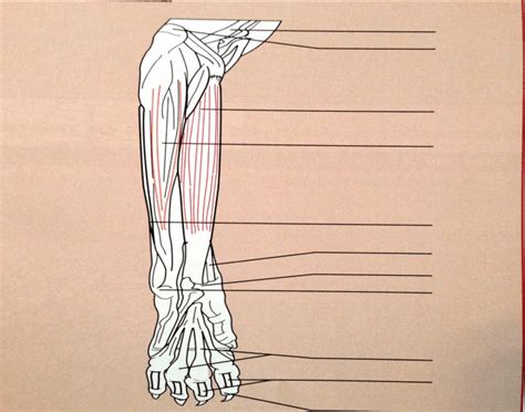 Caudal Aspect Of Left Foreleg Muscles Quiz