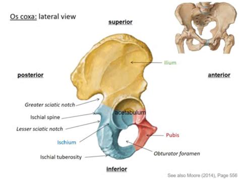 Anatomy Test 5 Pelvis And Reproductive Organs Flashcards Quizlet