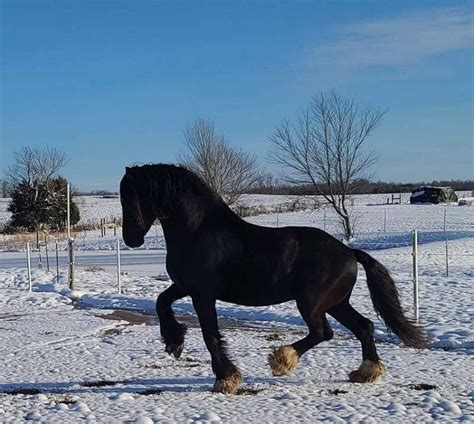 Friesian Horses For Sale By State