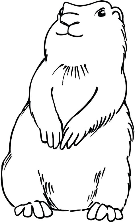 Prairie Dog Coloring Page At Free Printable