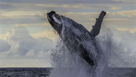 How to Save a Beached Whale | Sciencing