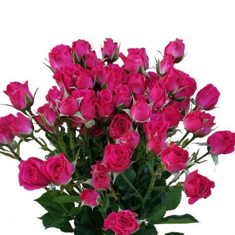 Spray Rose Lovely Lydia Hot Pink Spray Roses Types Of Flowers Hot Pink Roses