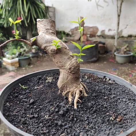 Jual Bonsai Anting Putri Shopee Indonesia