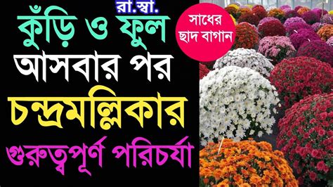 কুঁড়ি ও ফুল আসার পর চন্দ্রমল্লিকার পরিচর্যা কিভাবে করবেন ফুল কিভাবে