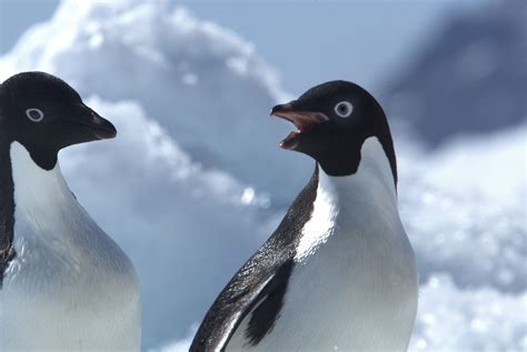 Datos del pingüino Adelia: animales de la Antártida - Atlas del Mundo