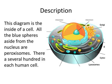 PPT - Peroxisomes- found in plant and animal cells PowerPoint ... 