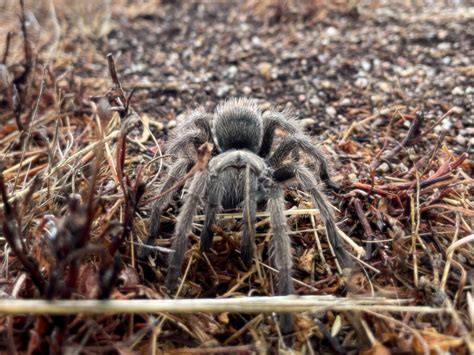 It’s Tarantula Mating Season in California – Santa Lucia Conservancy