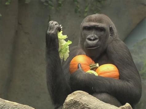 Halloween Treats Surprise Animals at Chicago Zoo - ABC News