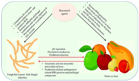 Mechanism Of Biocontrol Mechanism In Fruit And Pathogen The Biocontrol