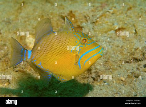 Juvenile Queen Triggerfish Balistes Vetula Stock Photo Alamy