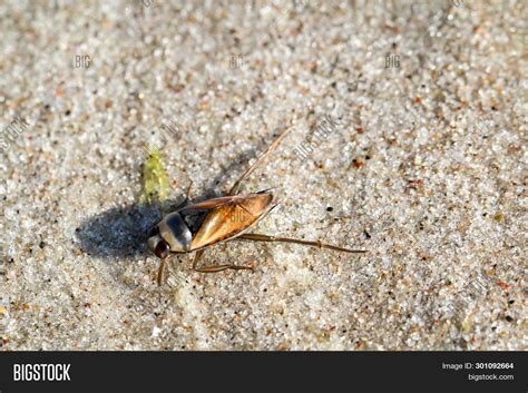 Beetles Variety Colors Image & Photo (Free Trial) | Bigstock