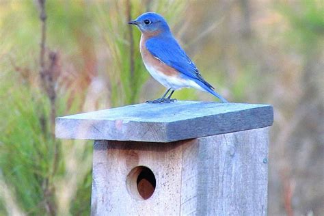 How To Use Bluebird Houses