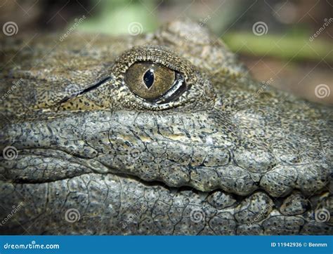 Australian Freshwater Crocodile Stock Photo - Image of beauty ...