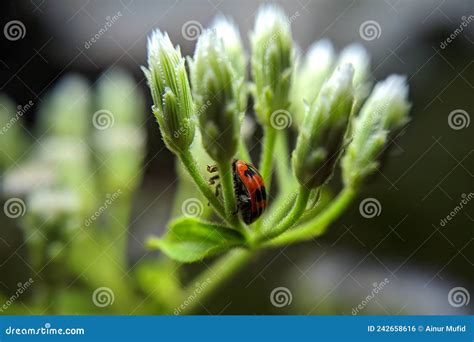 Beautiful Ladybugs That Live In Flowers Like To Eat Aphids And Plant