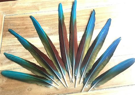 MACAW Full Set of Parrot Tail Feathers GREEN RED Yellow, Naturally Moulted , in Good Condition ...