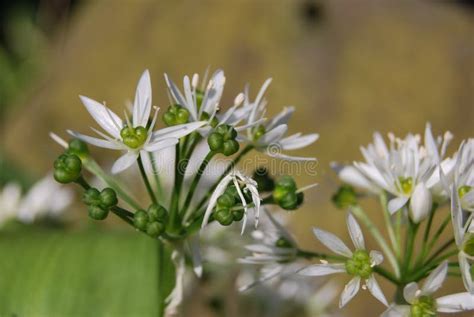 Blooming Wild Garlic Allium Ursinum In Spring Stock Photo Image Of