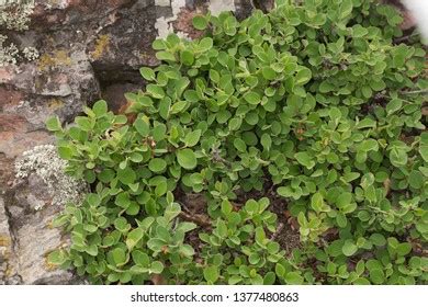 Adult Sheep Fly Oestrus Ovis Stock Photo 712616140 Shutterstock