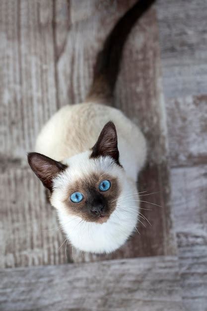 Premium Photo Cute Kitten Siamese Cat Indoor