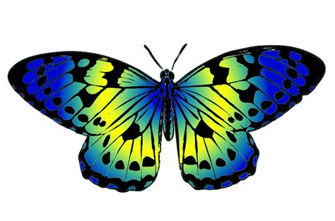 Transparent Butterfly Clipart | Free download on ClipArtMag