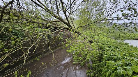 Rheinland Pfalz Unwetter Teils schwere Böen Bäume stürzen um