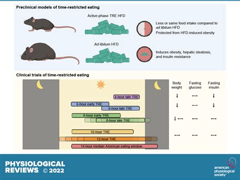 Complex Physiology And Clinical Implications Of Time Restricted Eating