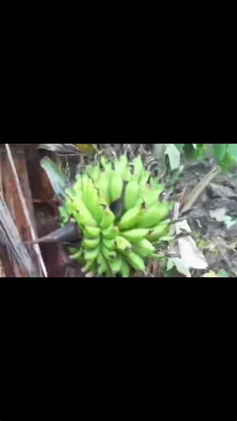 Weird Banana Tree