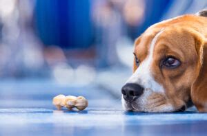 Qué Hacer Si Mi Perro Tiene La Nariz Seca y No Quiere Comer