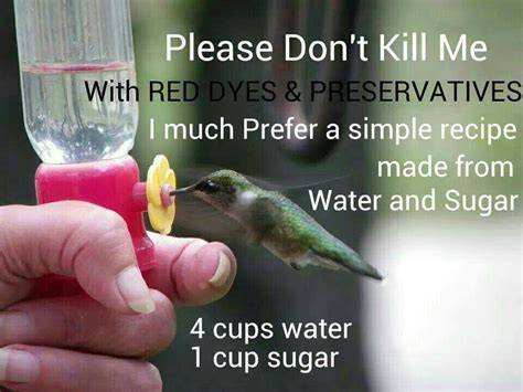 Hummingbird Nectar Recipe Sugar Water Recipe Loving