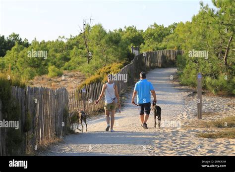 Couple En Promenade Avec Leurs Chiens La Pointe Du Cap Ferret Sur Le