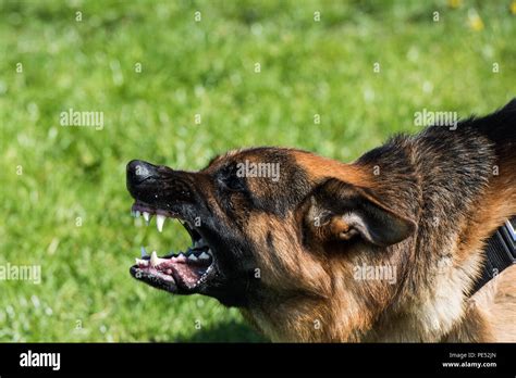 Snarling Dog Profile