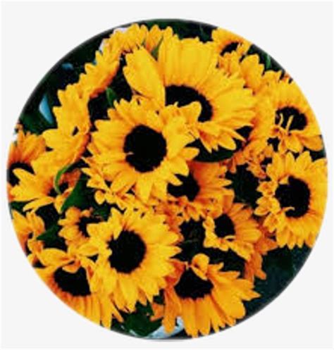 Circle Circulo Girasol Girasoles Flor Yellow Tumblr Vintage Aesthetic