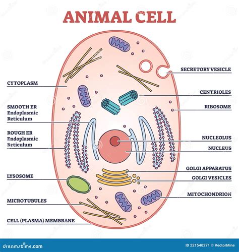 The Cell Labeled A Is A 7