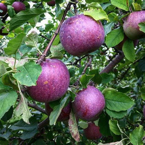 6 Best Blue Apple Varieties Facts And Growing Information Balcony