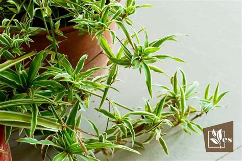 8 Plants Similar To Spider Plant For Your Spiky Needs Evergreen Seeds