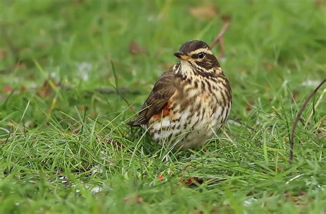 Redwing Ashington Neil Cairns Flickr