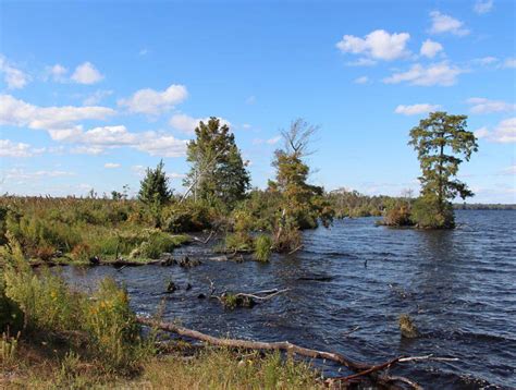 The Great Dismal Swamp Of Virginia And North Carolina