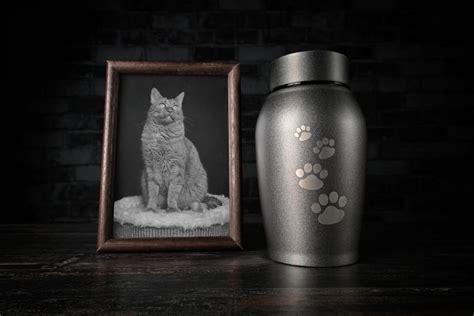 Pet Remembrance Day 2025: How & When to Celebrate - Catster