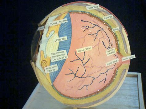 El Ojo Humano Ojo Humano Maqueta Anatom A Del Ojo Ojo Humano