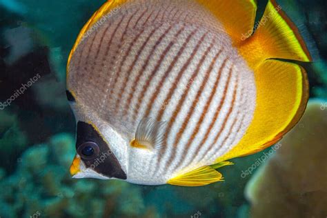 The Threadfin Butterflyfish Chaetodon Auriga Is A Species Of Marine Ray