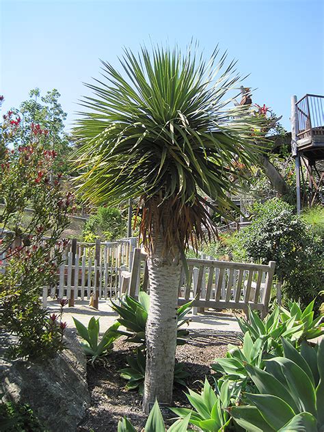 Dragon Tree (Dracaena draco) in Denver Centennial Littleton Aurora ...