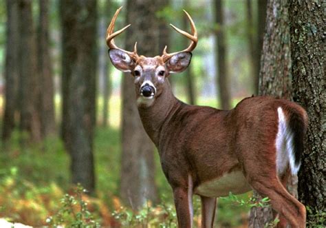 Facts You May Not Know About Deer – Animal Encyclopedia