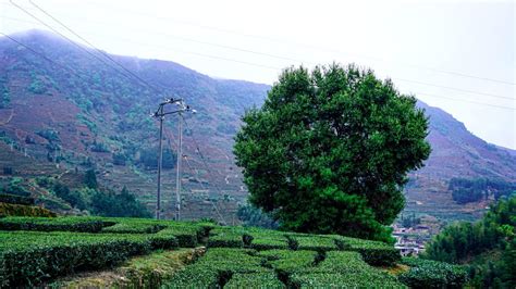 Fondo Verde Planta Selva Verdor Proteccion Tema Ambiental Para Power