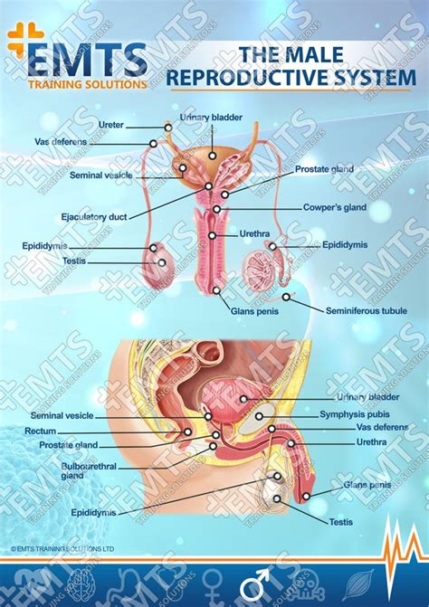 Diagram Of Male Anatomy Reproductive System Reproductive Cha