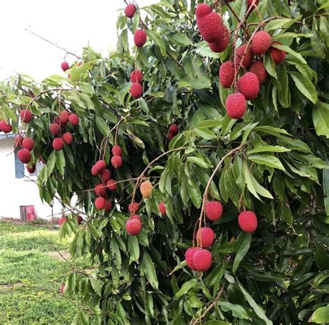 Brewster Lychee Grow Guide - Tropical Tree Guide