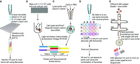 10X Single Cell Sequencing