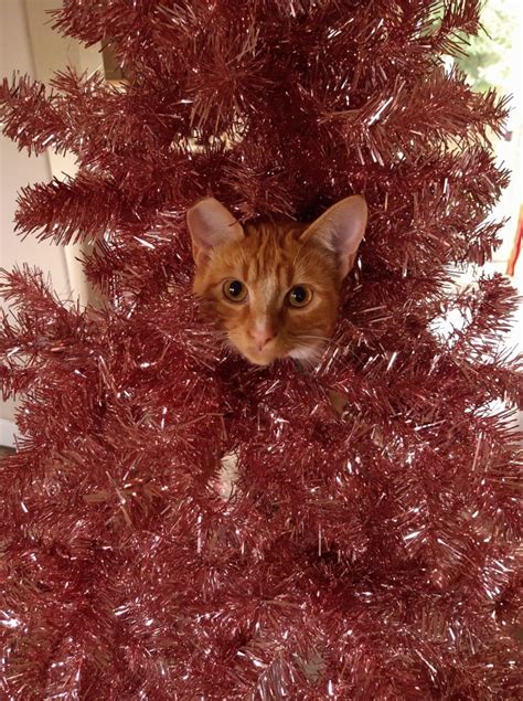 Cats in Christmas Trees! - Modern Cat