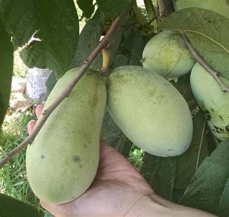 The Pawpaw North Americas Only Native Tropical Fruit Land Air And Water