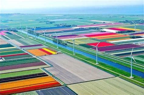 Tulip Fields Aerial